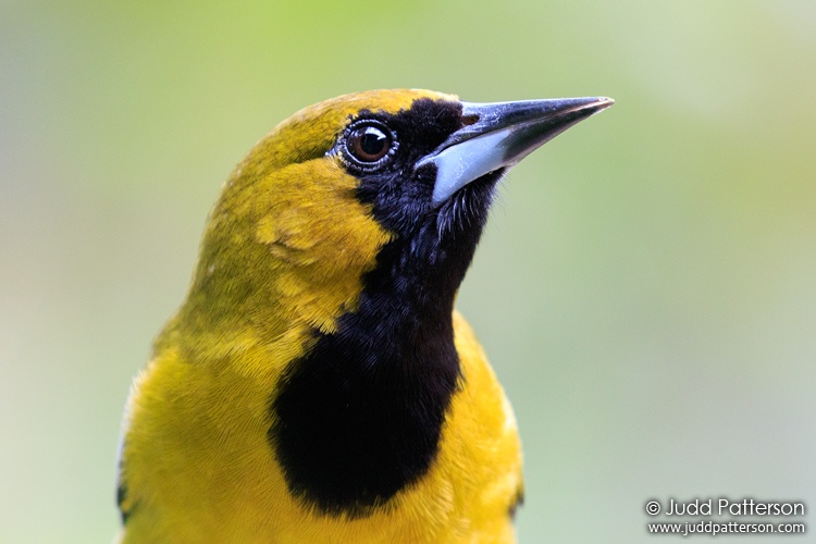 Jamaican Oriole, Rocklands Bird Sanctuary, Jamaica